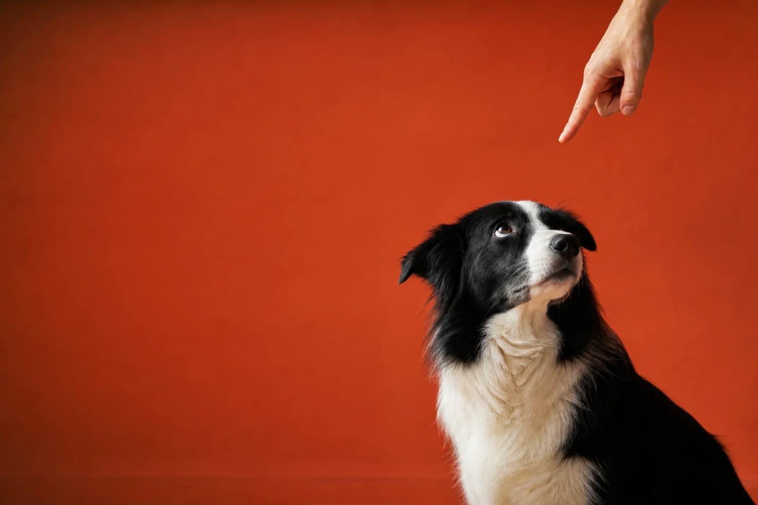 Perro confundido ante una corrección